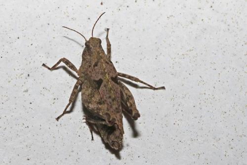 Réf. 205 626 : Tetrix tenuicornis